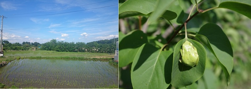 泡きよめ工場見学1