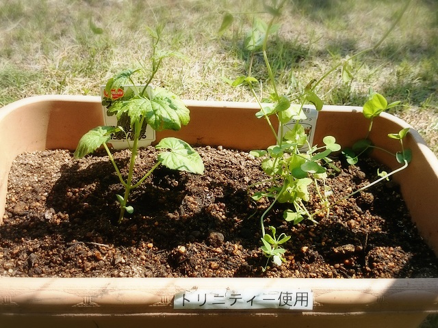 みどりのカーテン②