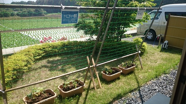 みどりのカーテン①